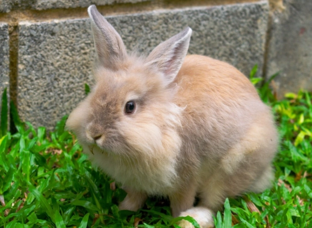 rabbit lifespan by breed