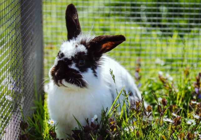 how long do pet rabbits live