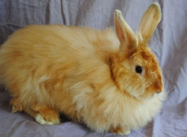 Satin Angora breed