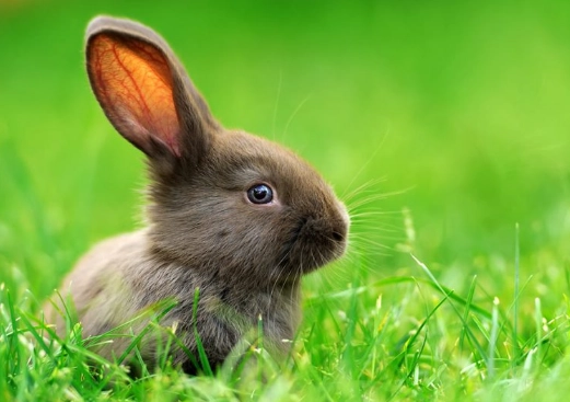 Baby rabbit lifespan