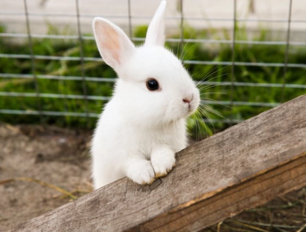 how long do baby rabbits live