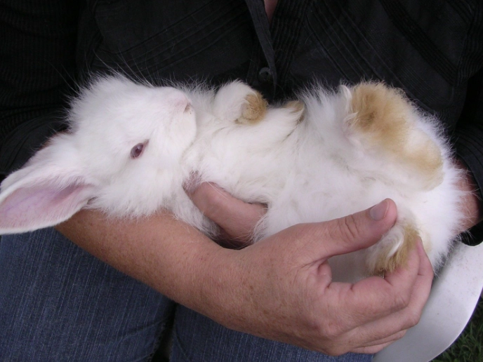 how to hold Angora bunnies