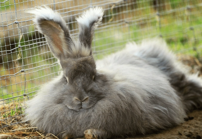 Angora rabbit grooming