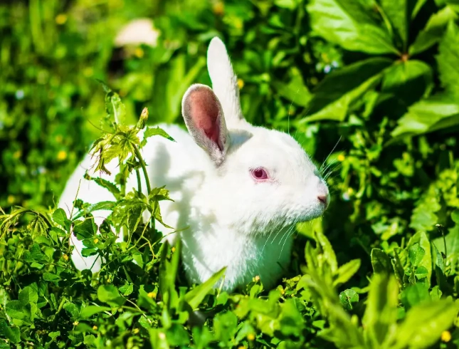 Angora bunny handling