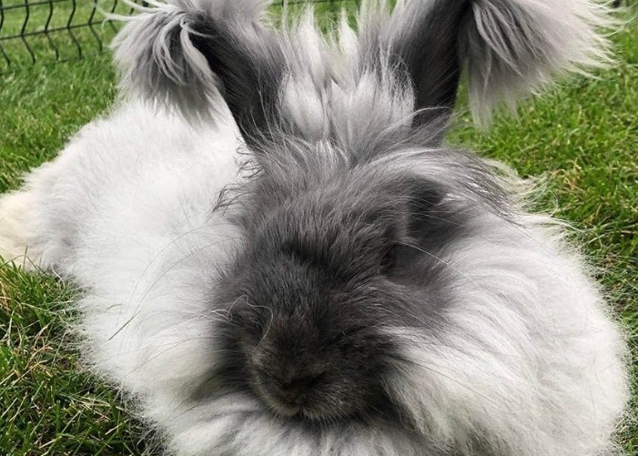 Angora rabbit lifespan