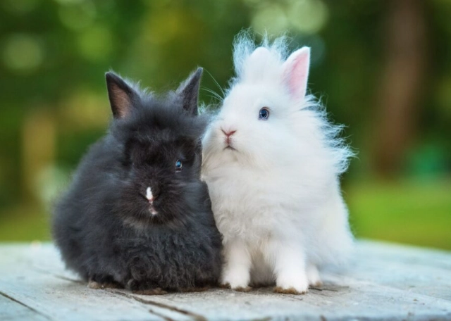 Angora bunny handling