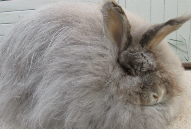 Satin Angora rabbit care