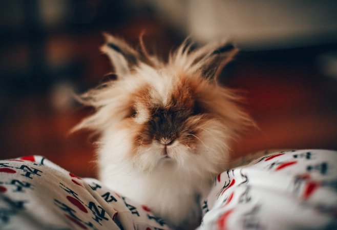 are Angora rabbits good pets