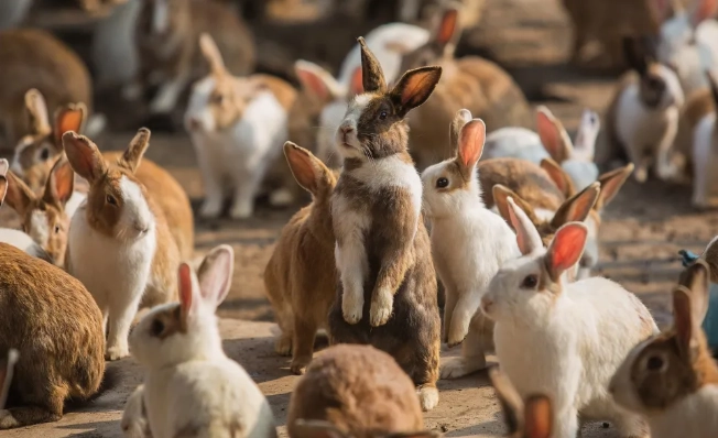 Rabbit lifespan in captivity