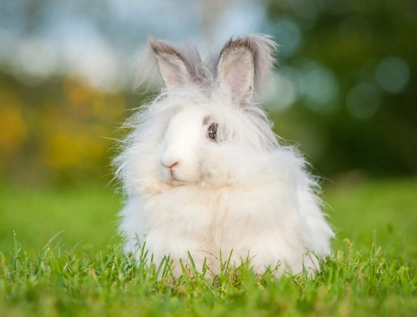 how long do Angora bunnies live