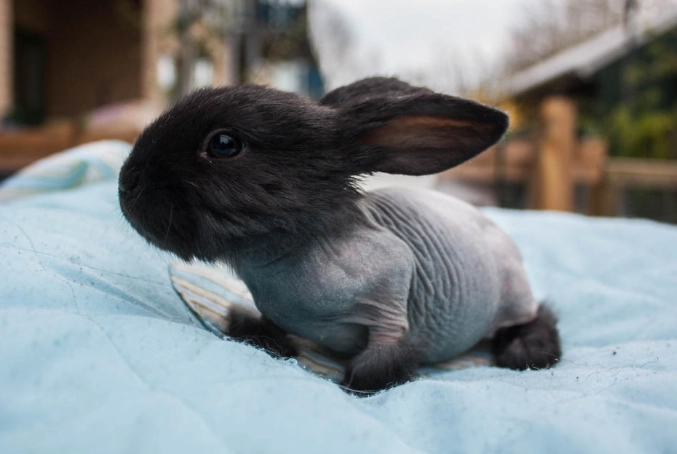 Hairless rabbit breed