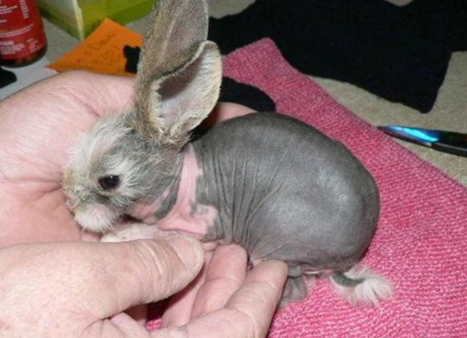 What are hairless bunnies called?