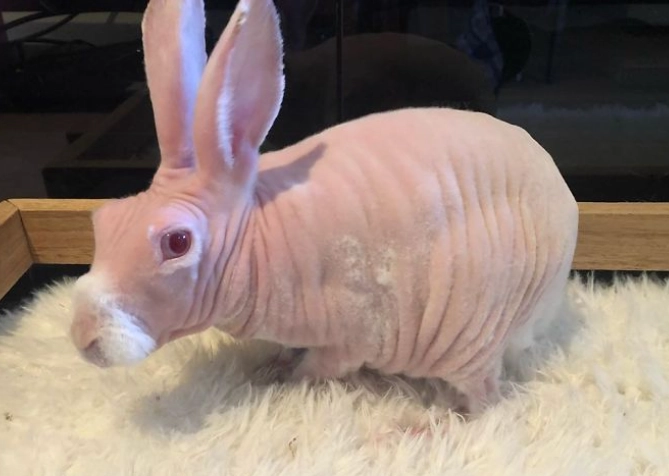 Are hairless rabbits rare?