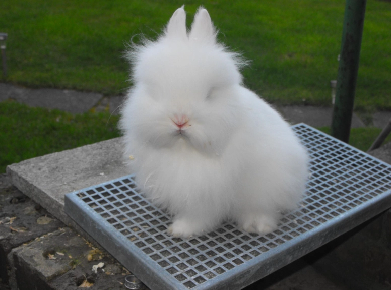 lionhead rabbit care