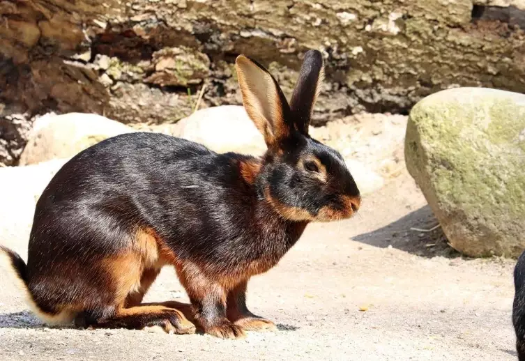 black rabbit care
