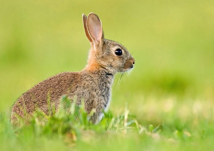European rabbit lifespan