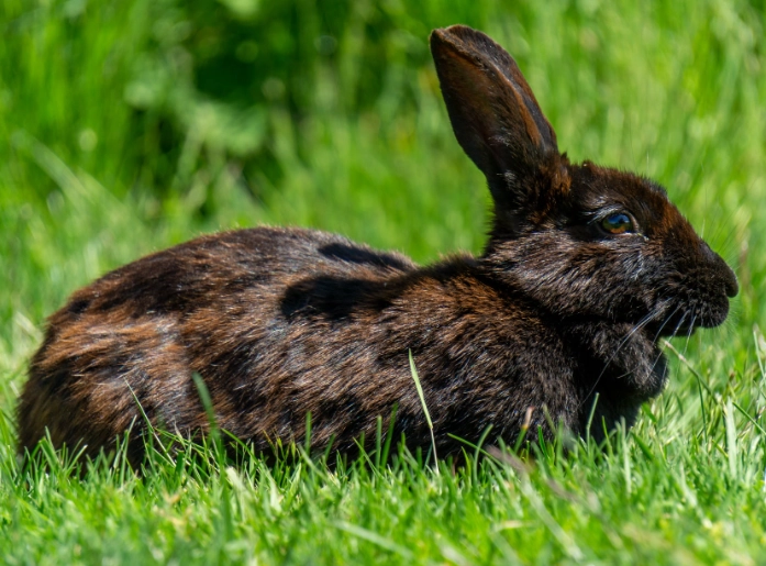 keeping European rabbits