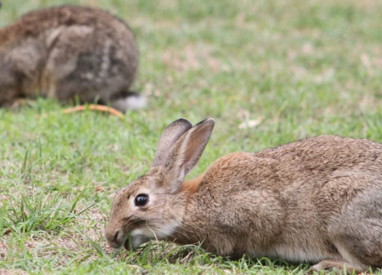 Oryctolagus cuniculus distribution