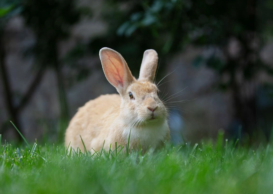 pet rabbit lifespan