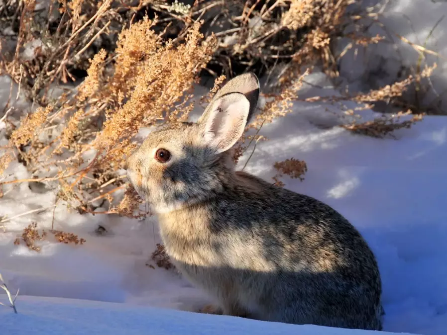 colorado cottontail colorado cottontail