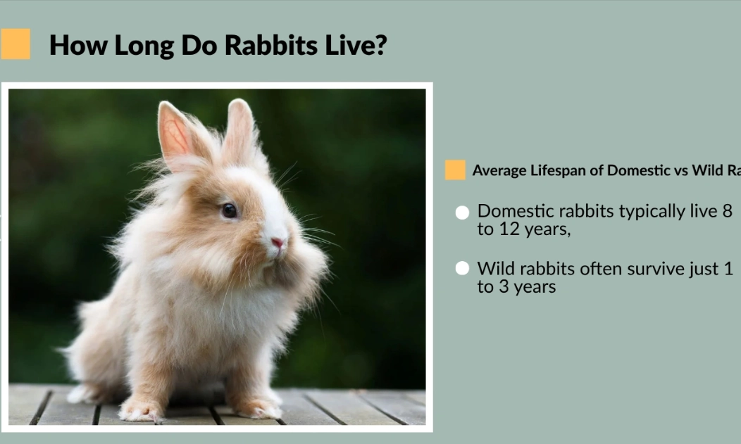 pet rabbit lifespan