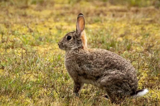 keeping European rabbits