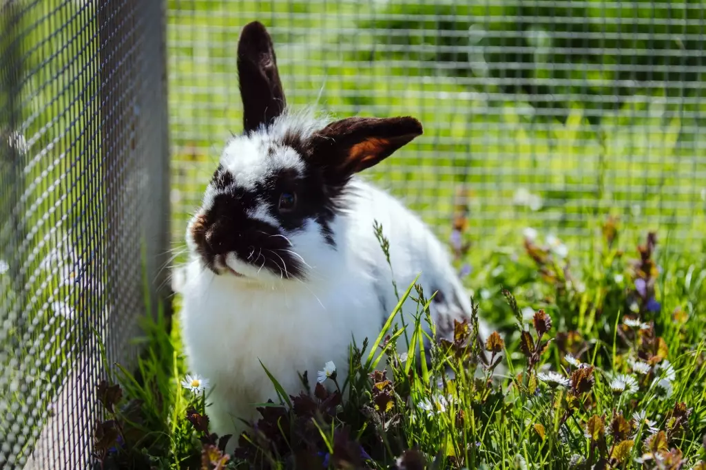 how long do rabbits live