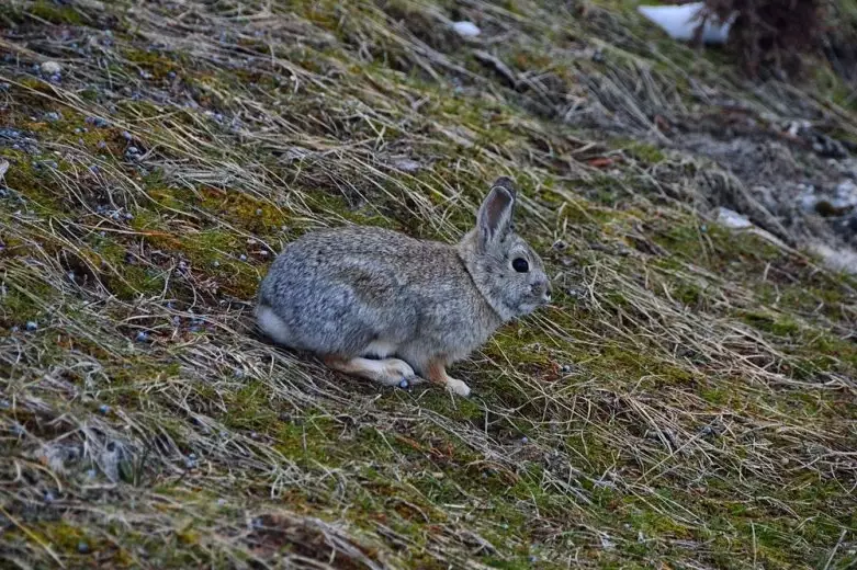 colorado rabbits colorado rabbits