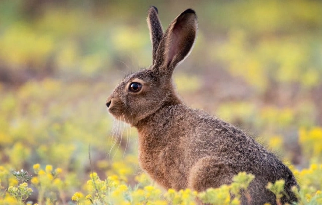 pet rabbit lifespan pet rabbit lifespan