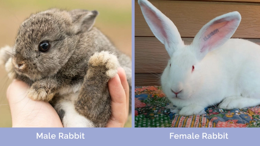 pet rabbit guide