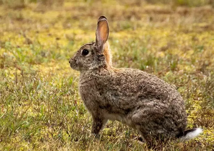 pet rabbit lifespan pet rabbit lifespan