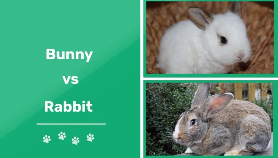rabbit vs bunny difference