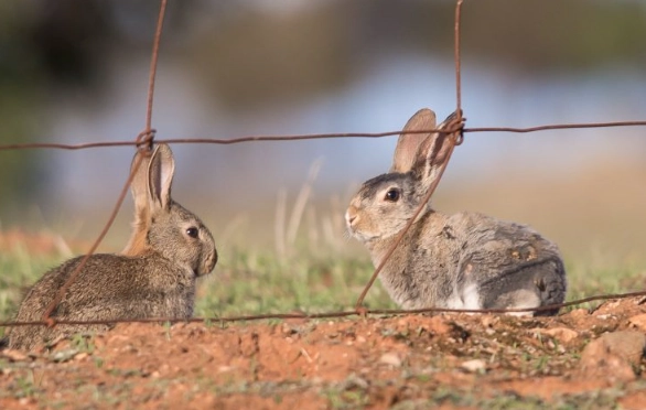 how big do European rabbits get