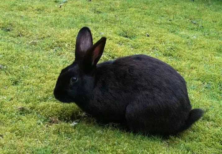 black rabbit breed