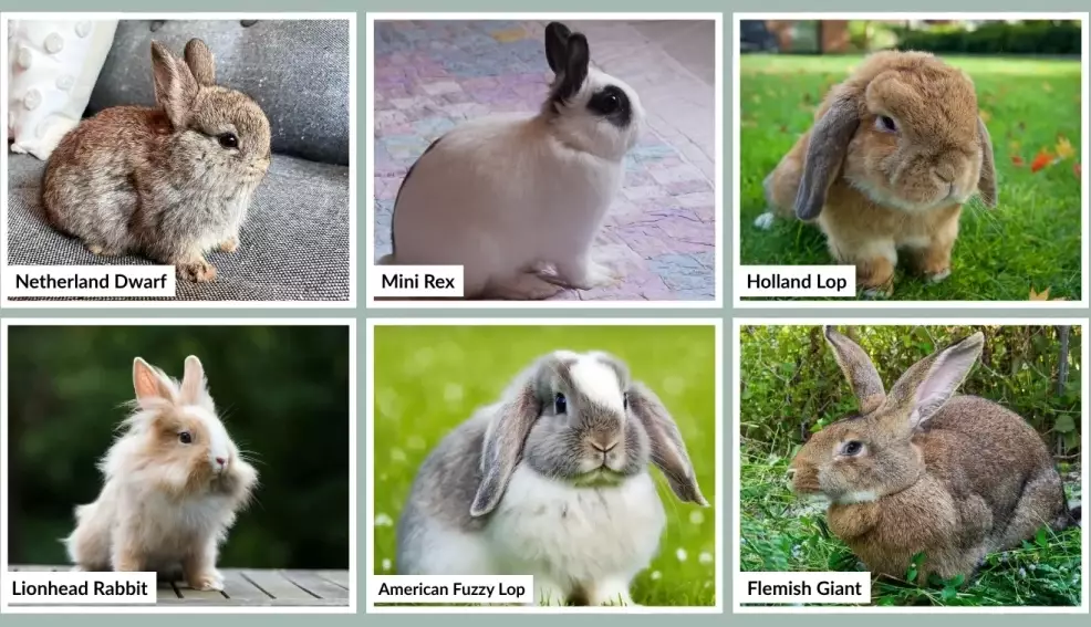 how long does a rabbit live for as a pet