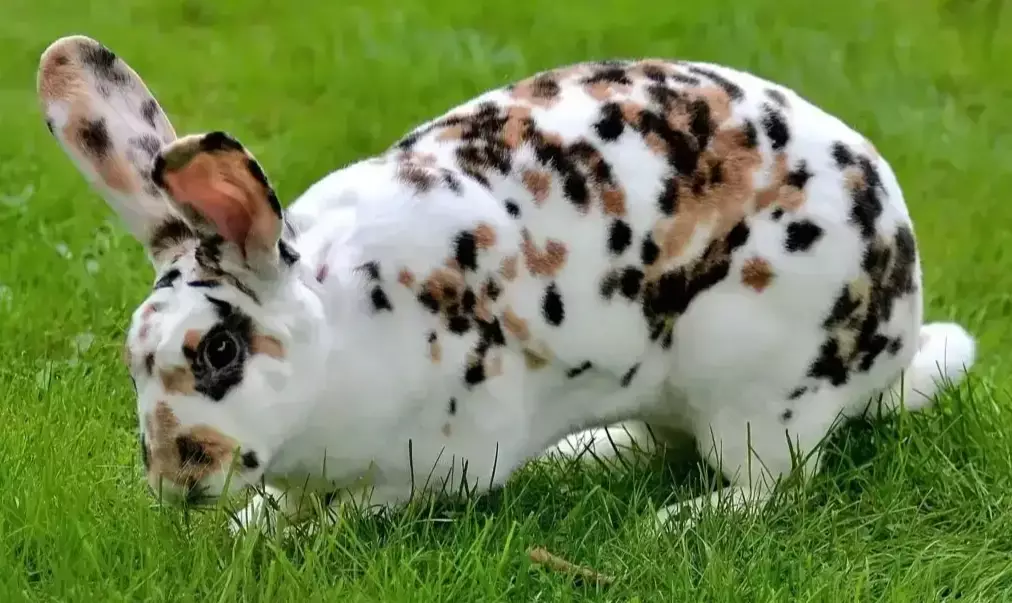 polish dwarf rabbit