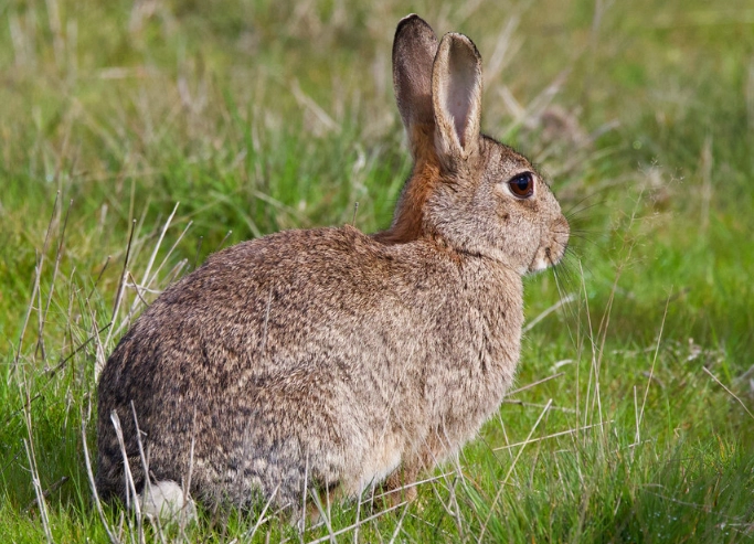 rabbit size comparison
