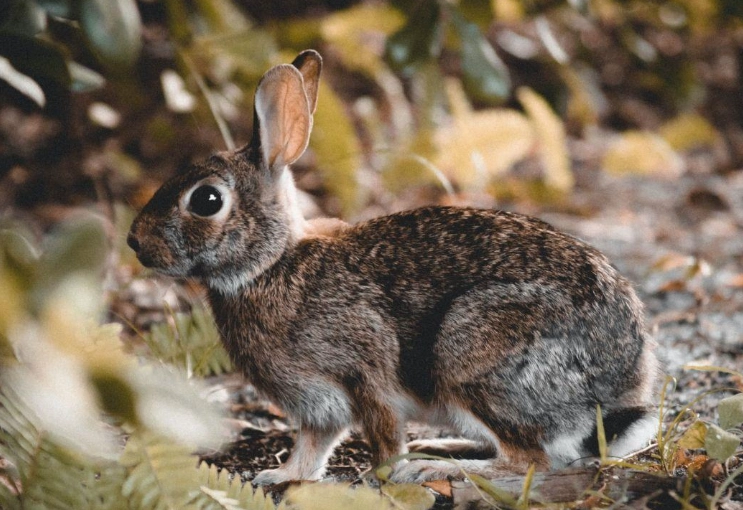 European rabbit endangered