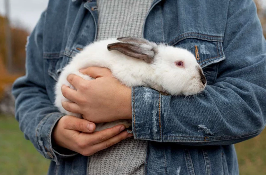 rabbit body language