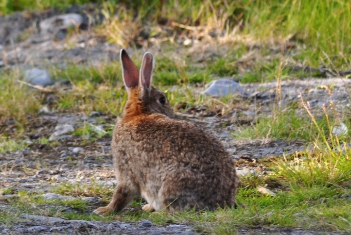 European rabbits in the US
