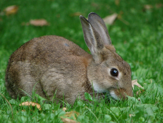 Are there European rabbits in the US?