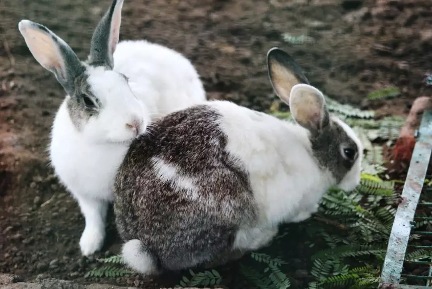 colorado rabbits colorado rabbits