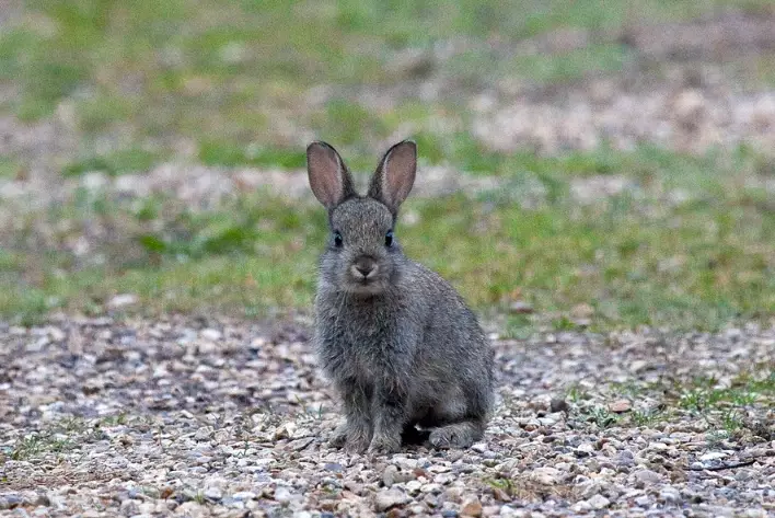 how big do European rabbits get