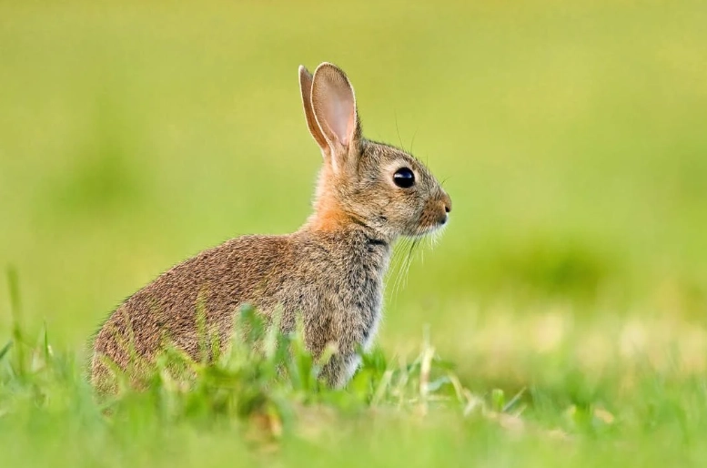 rabbit size comparison