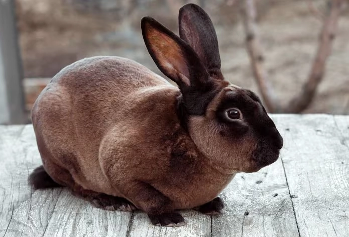 rex rabbit breeds