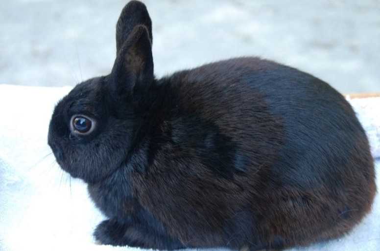 polish rabbit breed