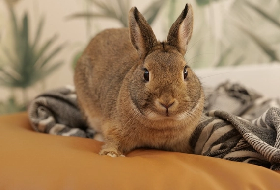 pet rabbit lifespan pet rabbit lifespan