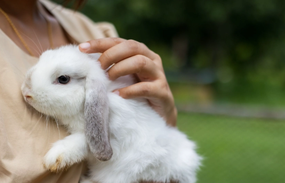 how long do rabbits live