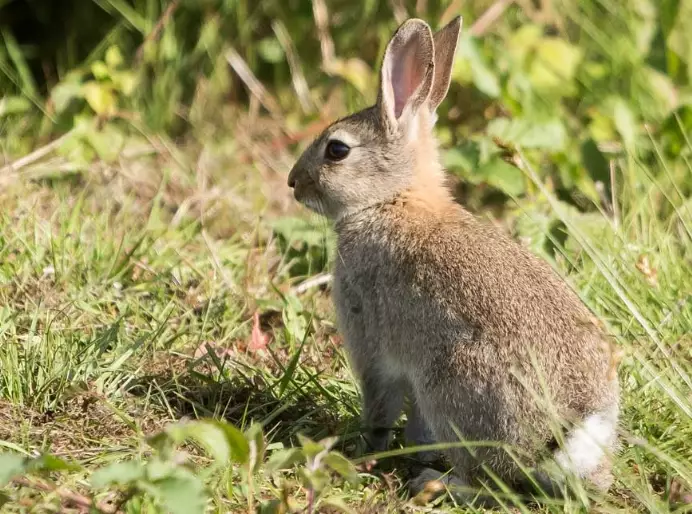 European rabbit size