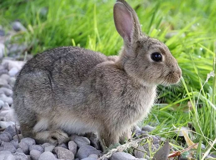 European rabbits in the US